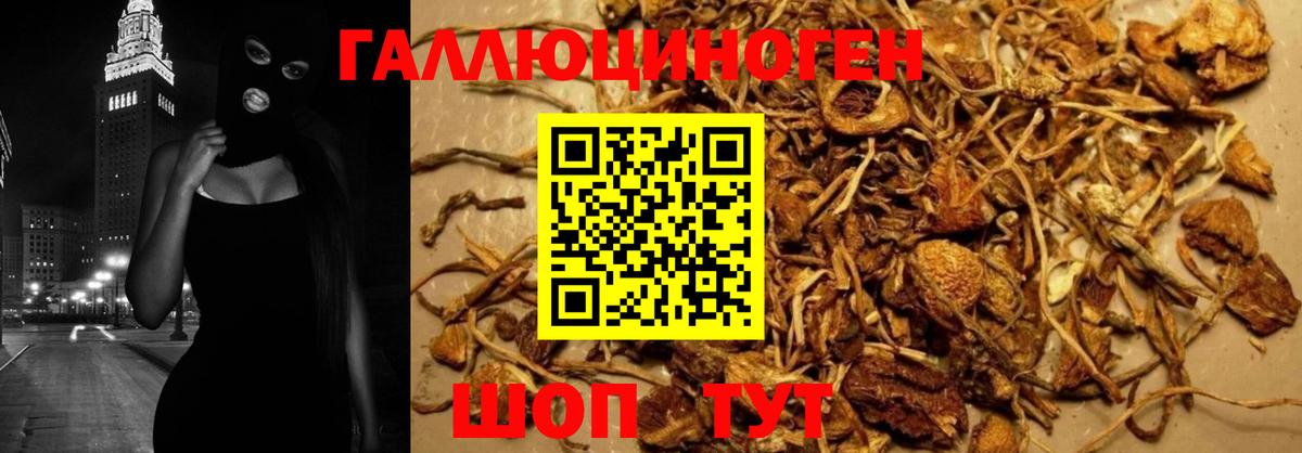 Приморско-Ахтарск  Псилоцибиновые грибы GOLDEN TEACHER  наркота  Вход с VPN 